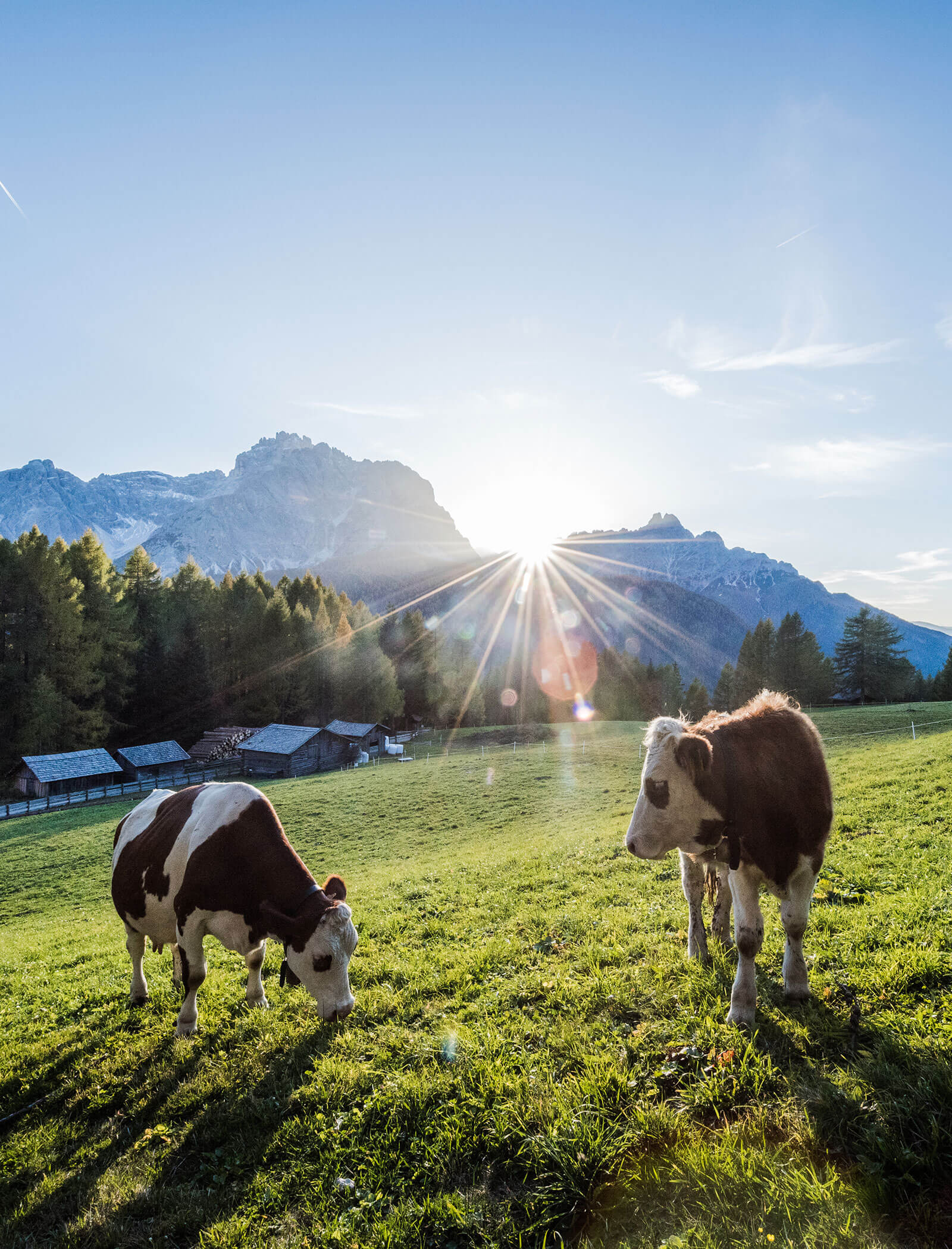 Sommerlandschaft in den Sextner Dolomiten mit Kühen - Ariane's Guesthouse